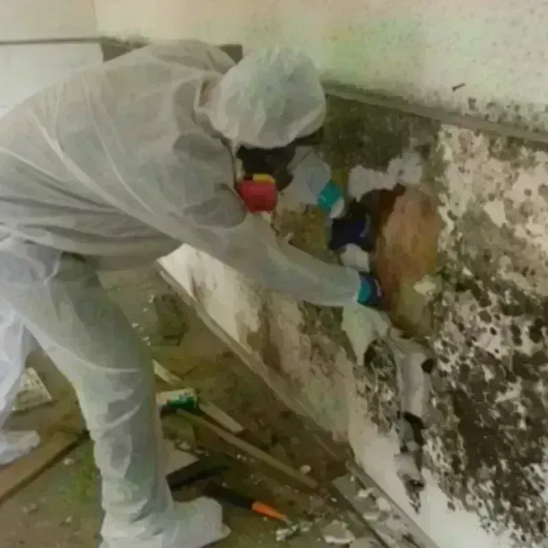 Mold Remediation and Removal in Wythe County, VA